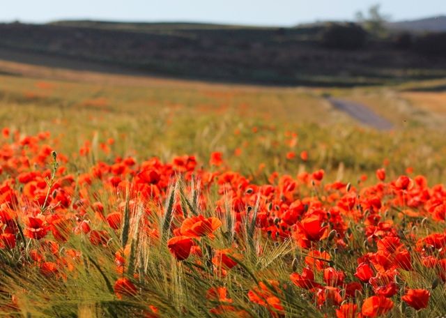 Campo de amapolas